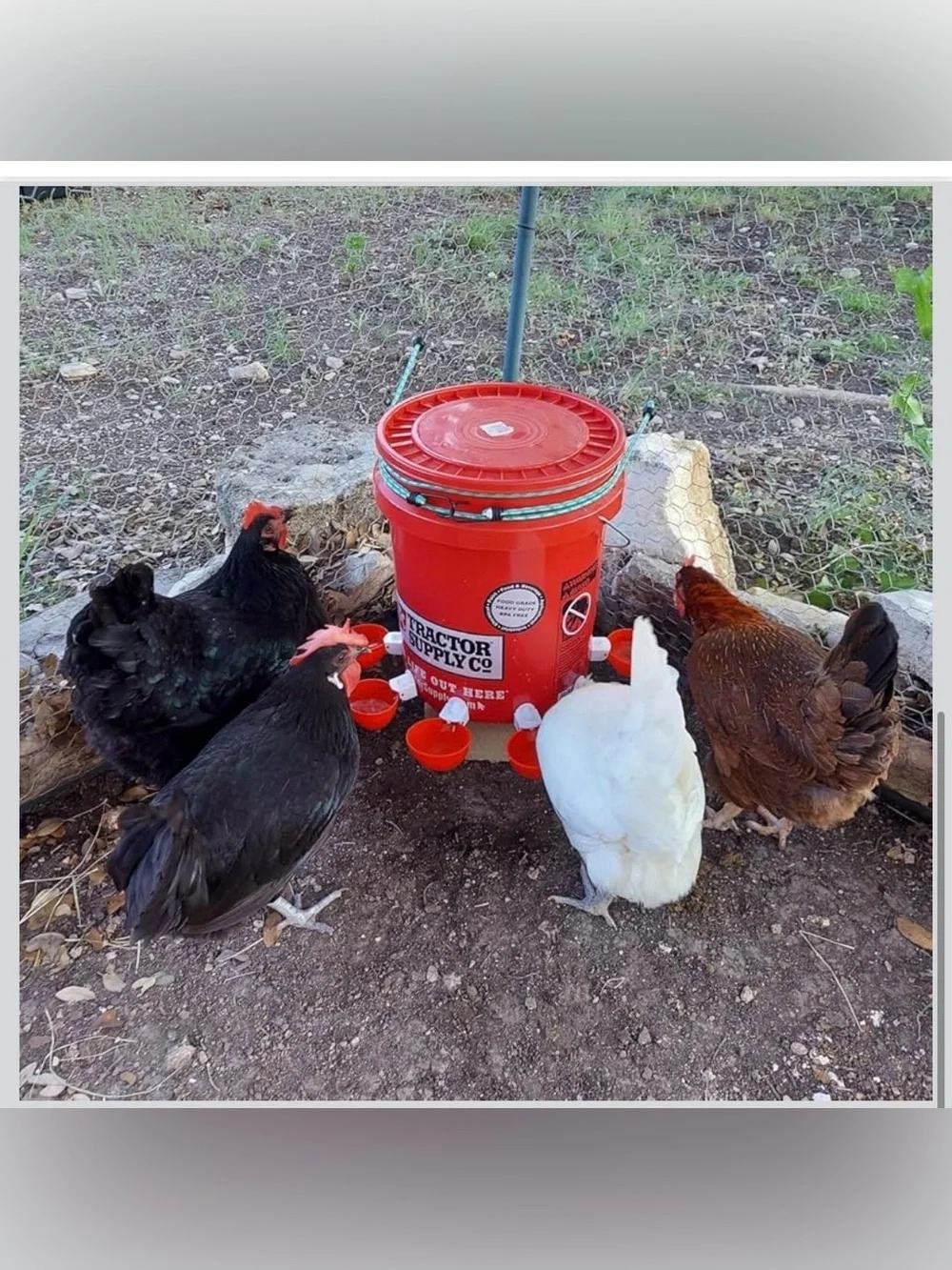 New Open Bag 12pack Chicken Waterer Cups, Poultry Water Feeder with Drill Bit